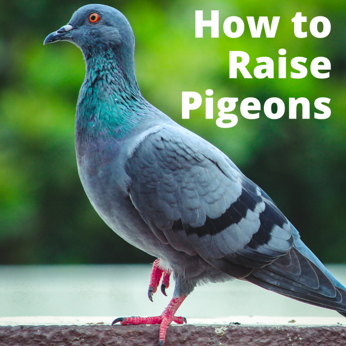 Raising Pet Pigeons