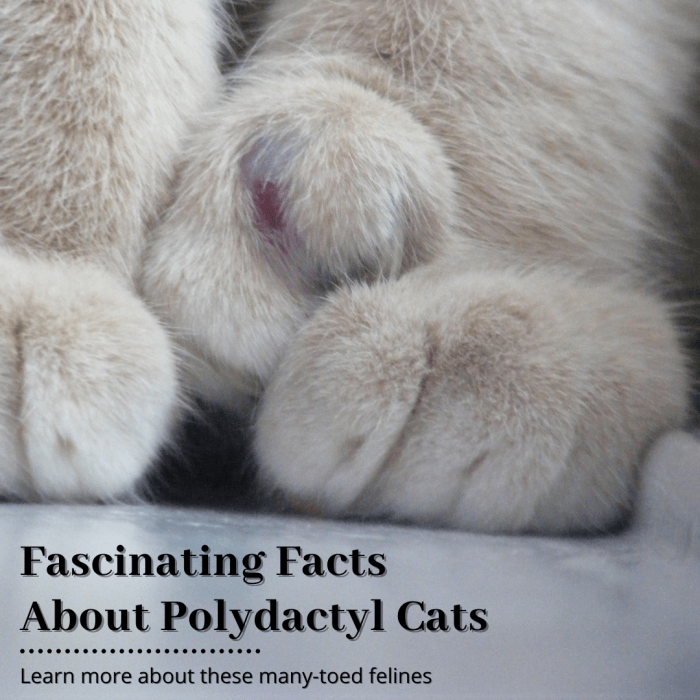 This article will break down everything you need to know about polydactyl cats and what makes them special.