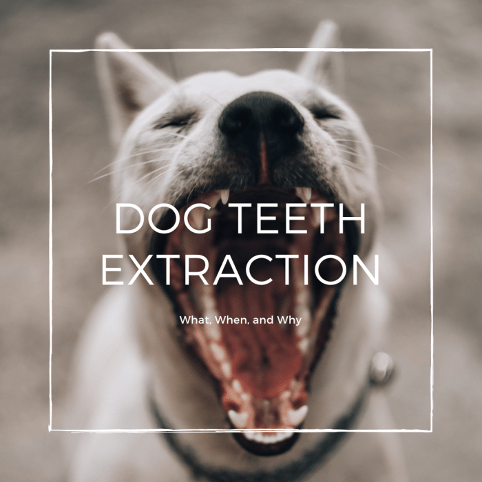 Why Do My Dog's Teeth Need to Be Extracted? PetHelpful By fellow