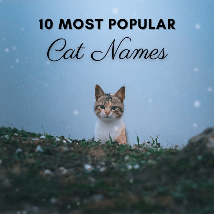 This article will explore 10 of the most popular unisex cat names to hopefully provide you with some inspiration!