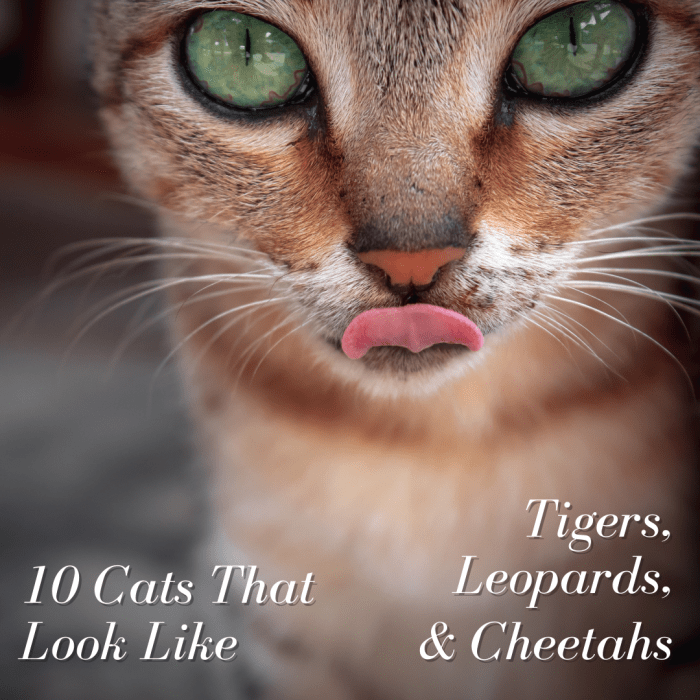 This article provides a list of fascinating cat breeds that have coats or markings similar to wild cats like leopards, tigers, lions, and cheetahs.