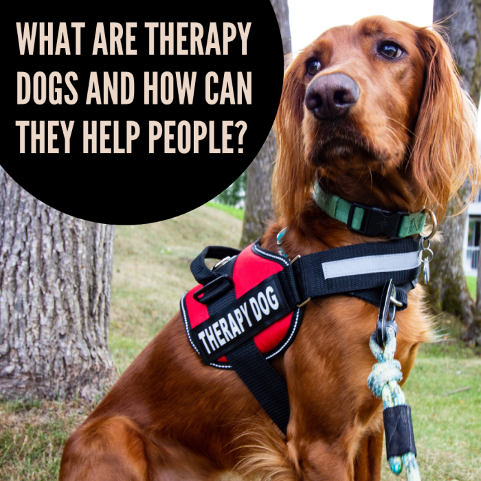 Therapy Dogs: How They Provide a Helping Paw - PetHelpful