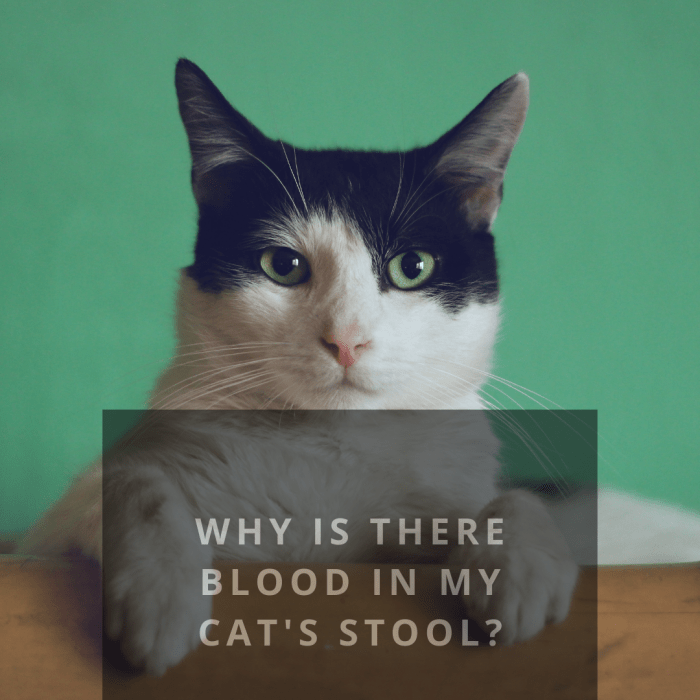 What Causes Blood in Cats' Stool? PetHelpful