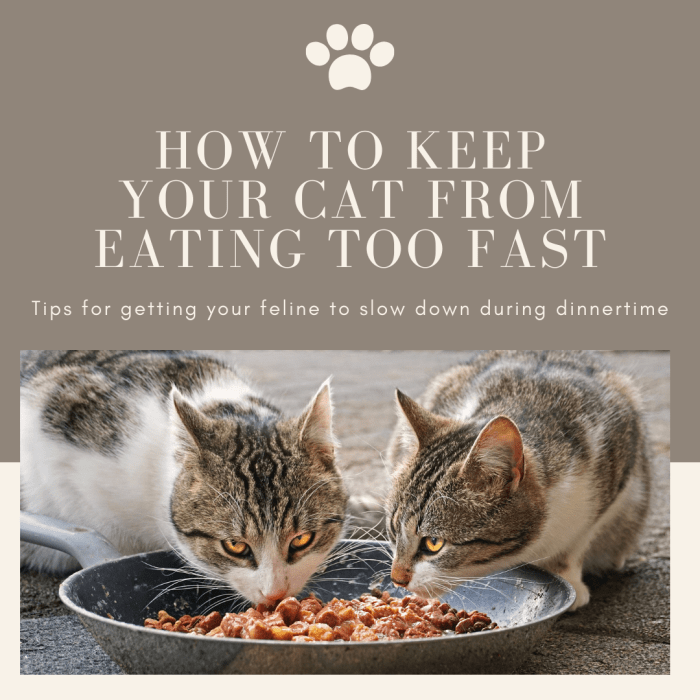 This article will provide some tips and tricks for how to get your cat to not eat so fast during mealtimes.