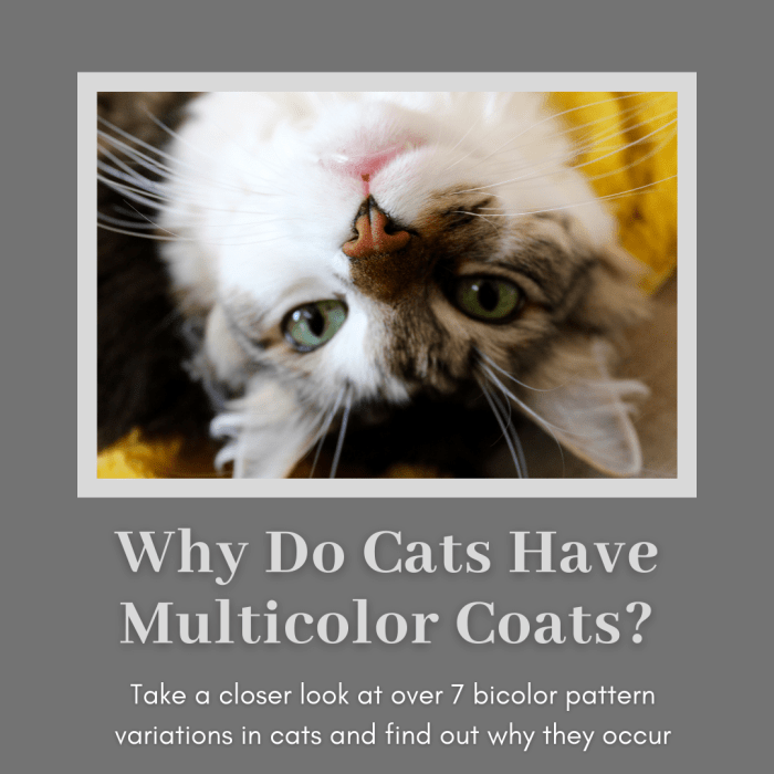 This article will take a deeper look at more than seven bicolor variations in cats and explain why they occur the way they do.