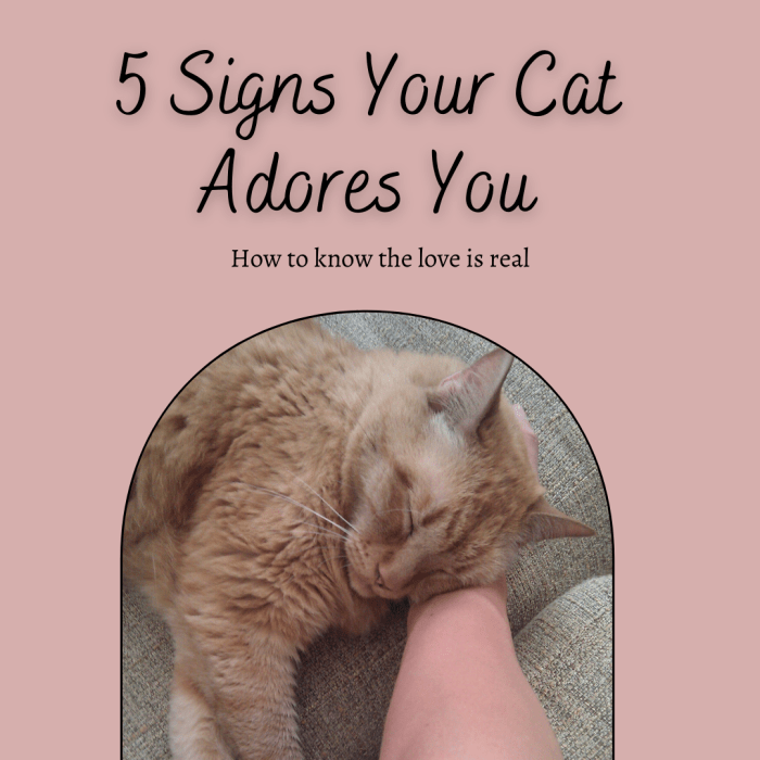This article will break down five surefire signs that your feline family member absolutely adores you.