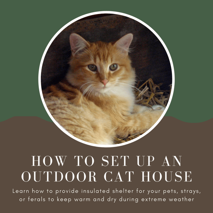 This article will show you how to set up an insulated outdoor cat house to help keep any and all of the cats in your life warm and dry during the tougher months.