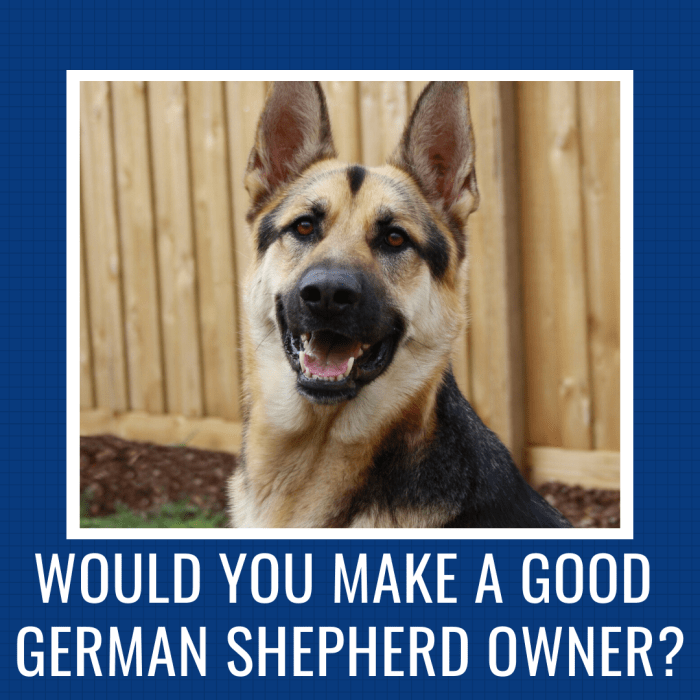 Would You Be a Good German Shepherd Owner? PetHelpful By fellow