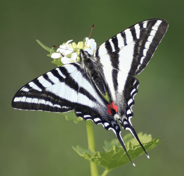 The State Butterfly of Tennessee: the Zebra Swallowtail