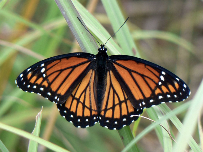 The State Insect of Kentucky: the Viceroy Butterfly
