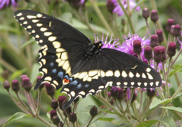 The State Butterfly of Oklahoma: the Black Swallowtail