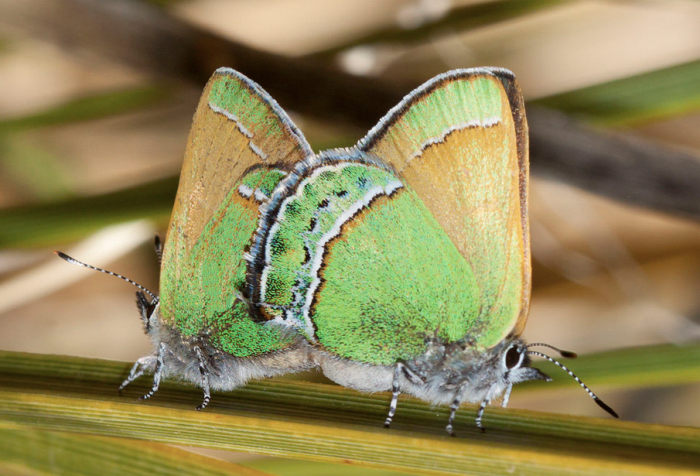 The State Butterfly of New Mexico: the Sandia Hairstreak