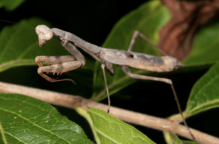 The State Insect of South Carolina: the Carolina Mantis