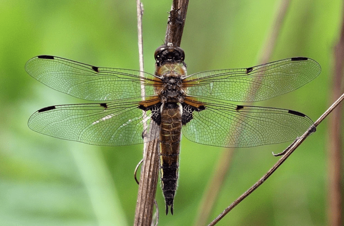 The State Insect of Alaska: the 4-Spotted Skimmer Dragonfly
