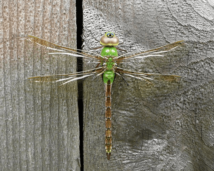 The State Insect of Washington: The Green Darner Dragonfly