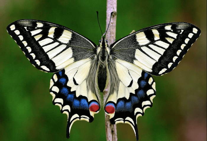 The State Insect of Oregon: the Oregon Swallowtail