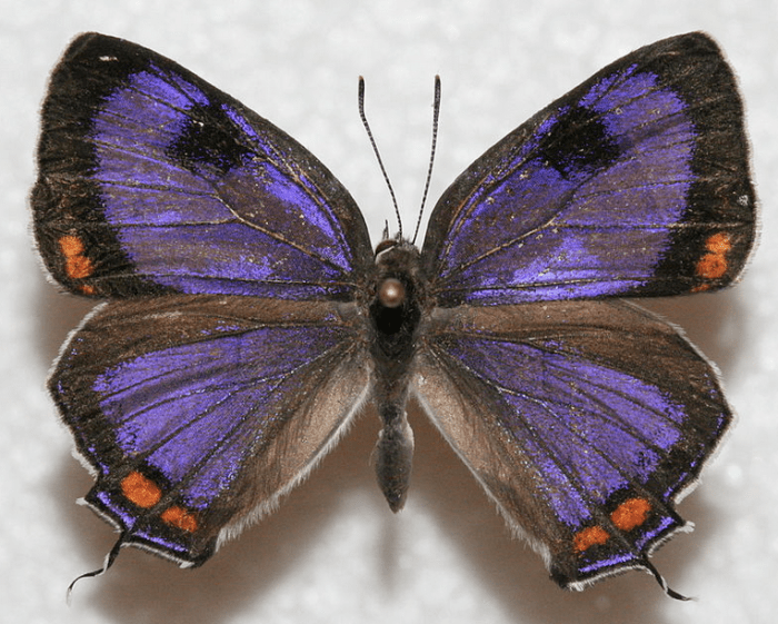 The State Insect of Colorado: the Colorado Hairstreak