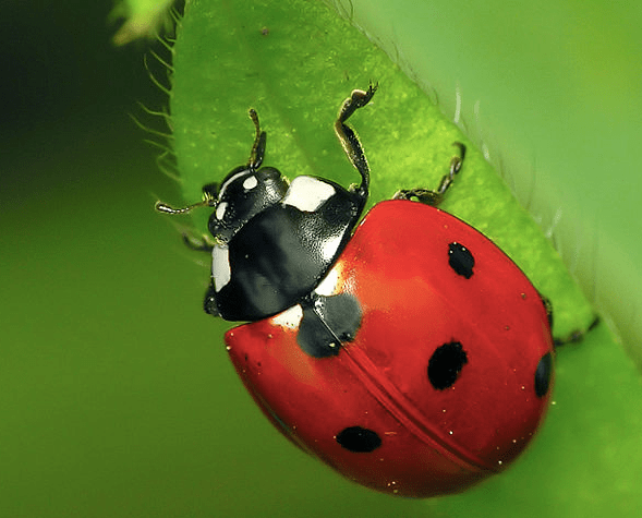 The State Insect of Delaware: the 7-Spotted Ladybug