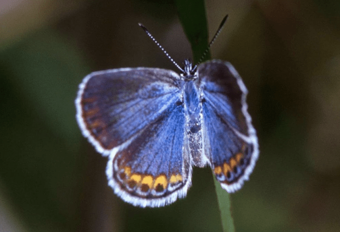 The State Butterfly of New Hampshire: the Karner Blue