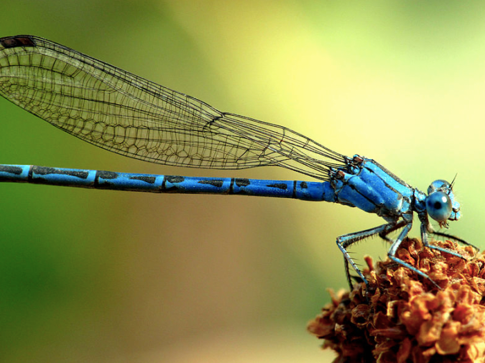 The State Insect of Nevada: the Vivid Dancer Damselfly