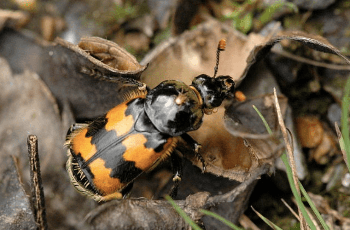A typical burying beetle in the genus Nicophorus