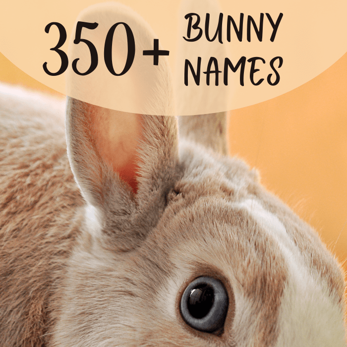 names for stuffed bunny