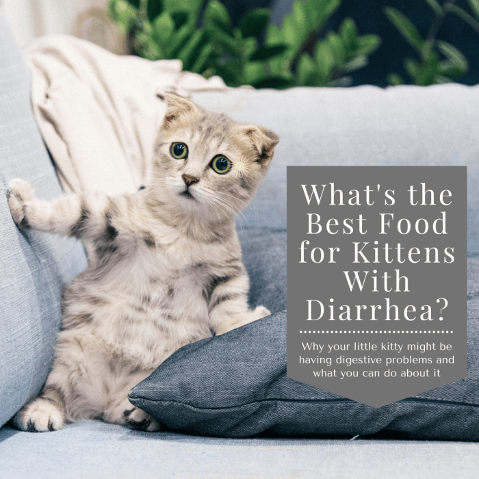 This guide will help you find out why your kitten might be having diarrhea and how you can help their digestive system get back on track.
