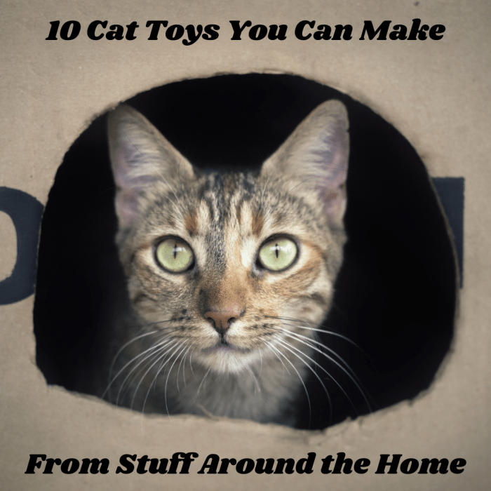 This article will provide 10 examples of cat toys you can make from common things you can find around the home.