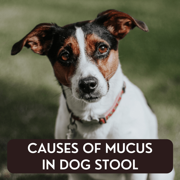 It's not uncommon to find mucus in your dog's stool, and some of the causes are benign. Learn more about why this occurs and when you should be concerned.