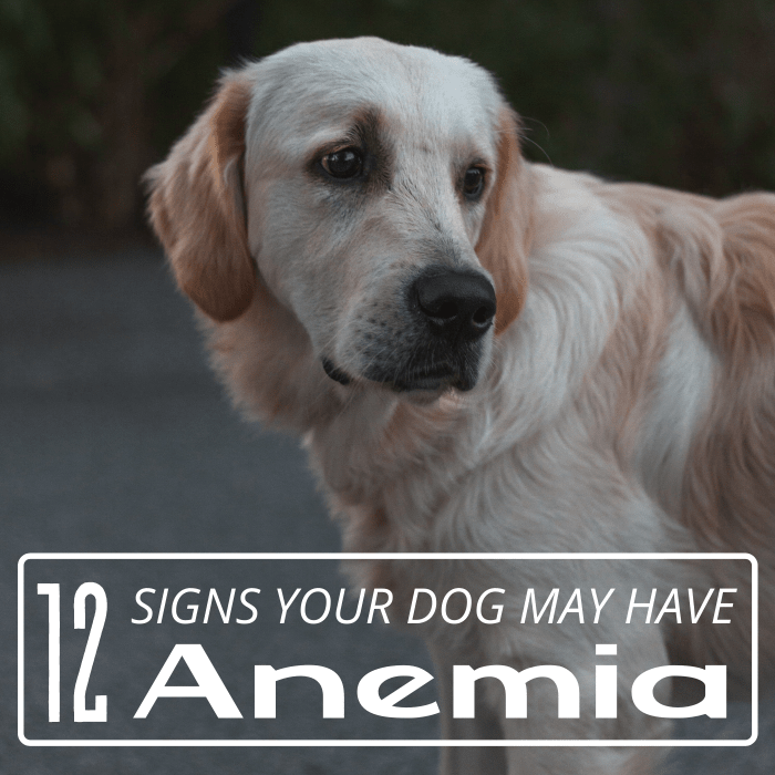 Anemia can be difficult to detect in dogs, but the sooner it's noticed, the less likely your pal is to suffer from serious complications.