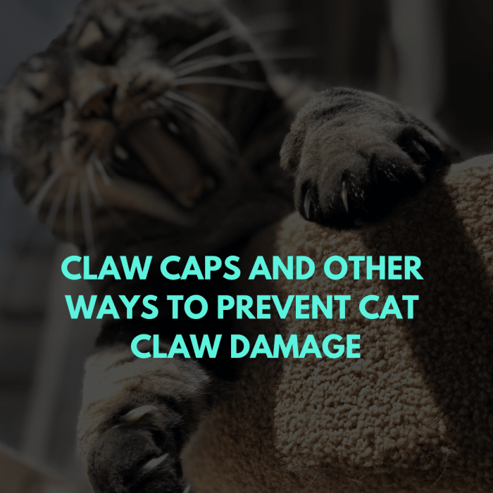 Claw Caps and Other Ways to Prevent Cat Claw Damage PetHelpful By