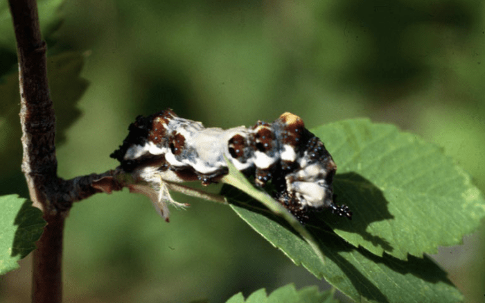 The viceroy caterpillar, looking like cr*p.