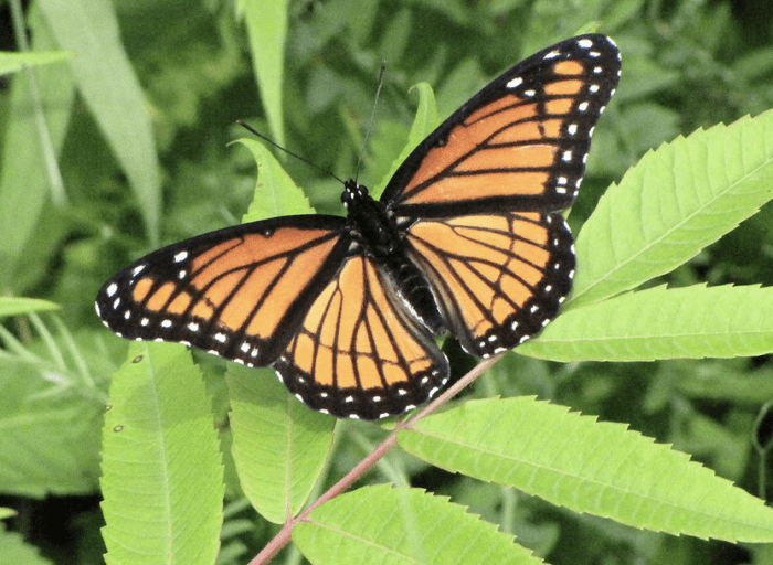 state-insect-of-kentucky