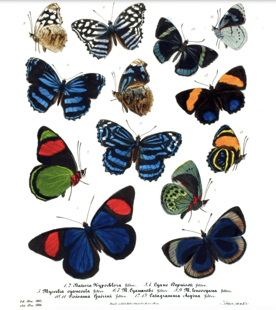 Some of the viceroy butterfly's relatives from around the world -- the family Nymphalidae