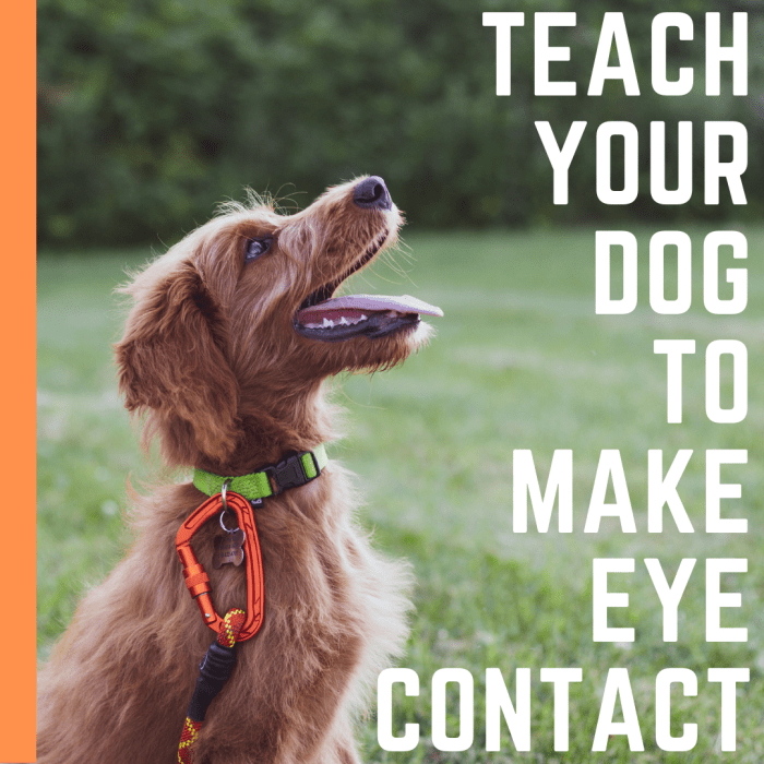 How to Teach a Dog to Make Eye Contact PetHelpful