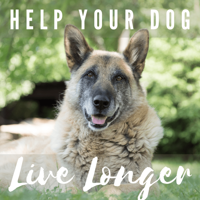 Seven easy tips to help your dog live longer.