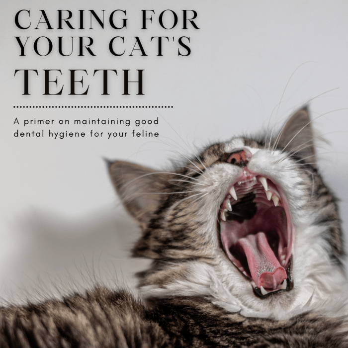 This guide will provide you with the information you need to help regularly maintain your cat's dental hygiene to keep them at their healthiest.