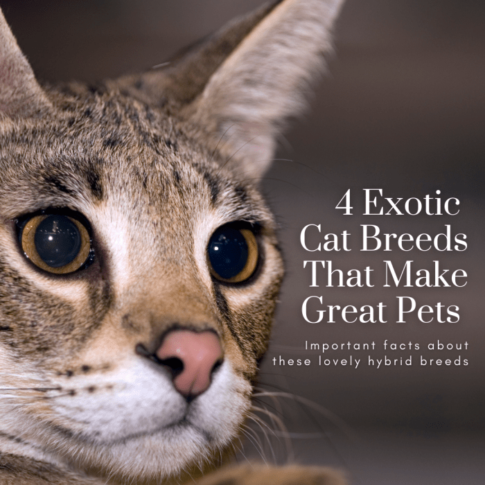This article will take a look at four exotic hybrid cat breeds that are still fit for domestication.