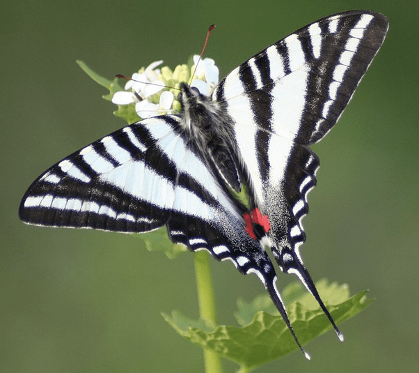 Tiger Swallowtail