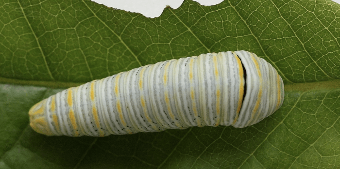 Zebra Swallowtail Caterpillar, Light Form