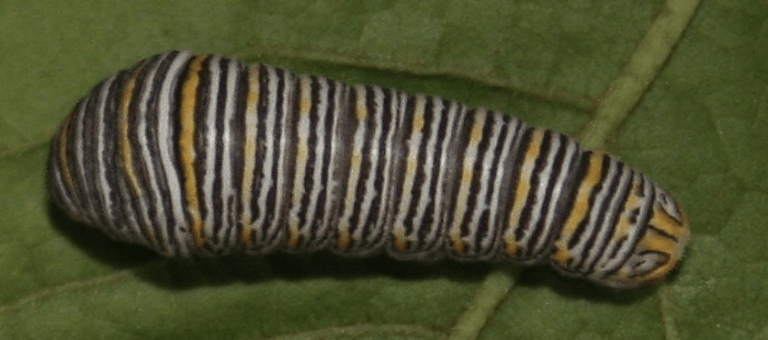 Zebra Swallowtail Caterpillar, Dark Form