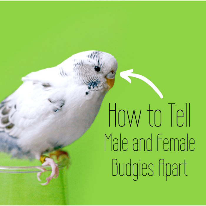 Not sure whether your budgie is a boy or a girl? Check the cere, which is the top patch of their beaks. Learn what to look for in this article.