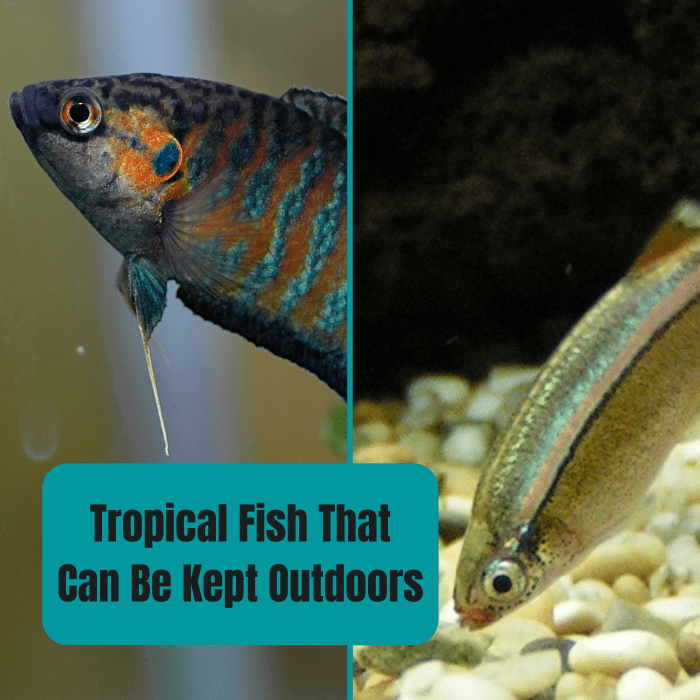 Paradise fish (left) and white cloud mountain minnows (right) are two examples of tropical fish that can actually be kept outside in the warmer months.