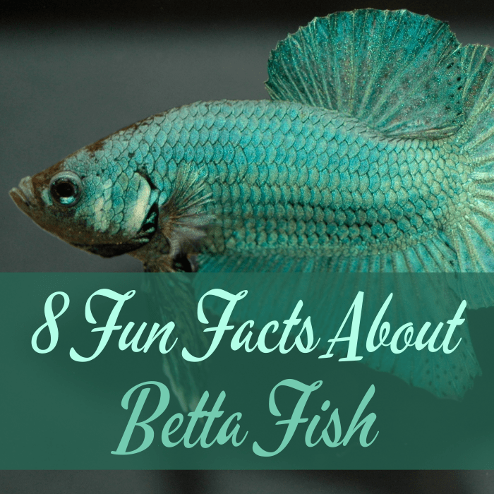 Learn some intriguing facts about the Siamese fighting fish or betta fish. This photo is of a beautiful male betta.