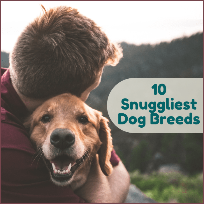If you're looking for a dog that will happily accept every hug you have to give, this list is for you!