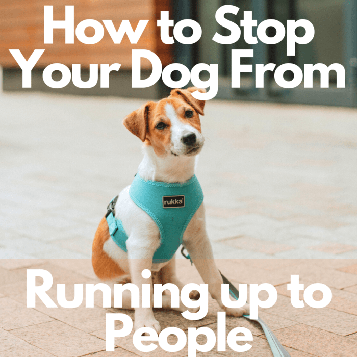 How Can I Stop My Dog From Approaching People? PetHelpful