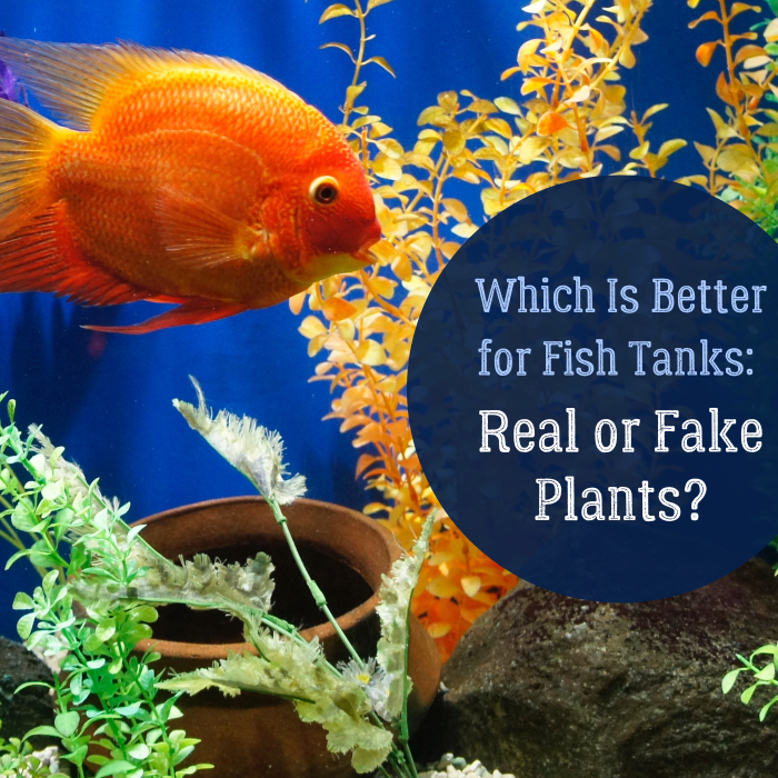 This fish tank uses a variety of colorful fake plants. What are the advantages and disadvantages of fake and live plants in aquariums?