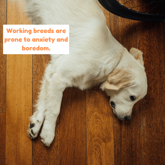 The Labrador Retriever, one of the most popular breeds in the world, is prone to boredom if kept indoors.