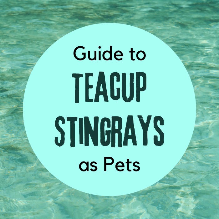 Learn about the basics of keeping teacup stingrays, from the recommended aquarium setup to the restrictions on these fish.