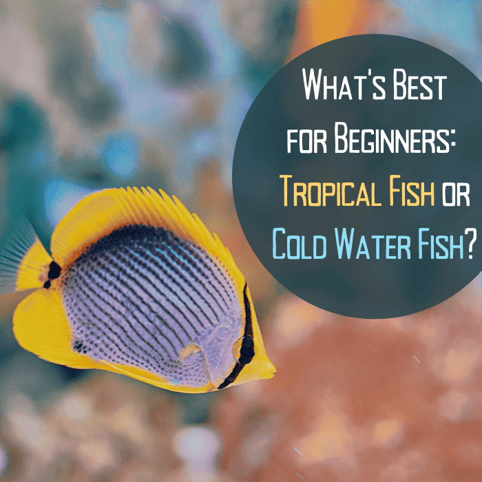 If you're new to fish-keeping, get some advice on where to start. You may be surprised by the answer (tropical fish)!